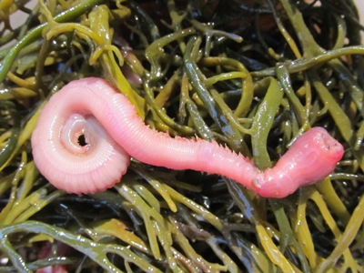 Bloodworms –