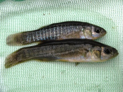 Live Minnows – Mummichogs and Killifish –