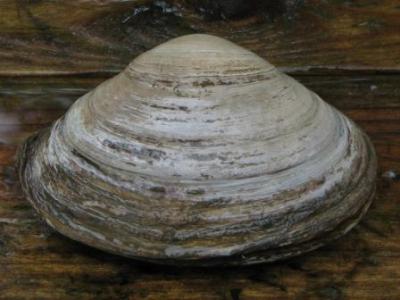 atlantic surf clam