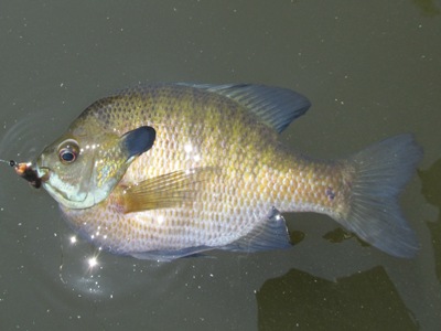 What is the difference between a bluegill and a sunfish?
