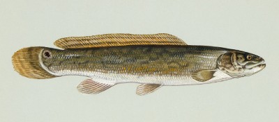 bowfin