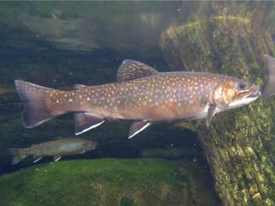 http://www.daybreakfishing.com/images/freshwater-fish/brook-trout.jpg