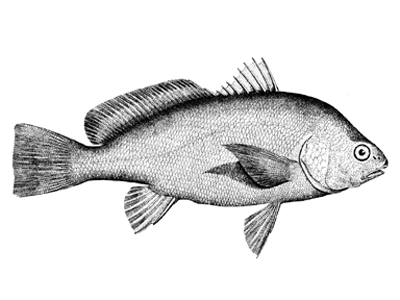 freshwater drum