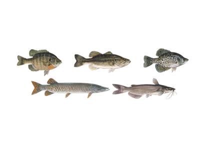 North Carolina Saltwater Fish Species Chart