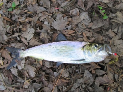 Hickory Shad