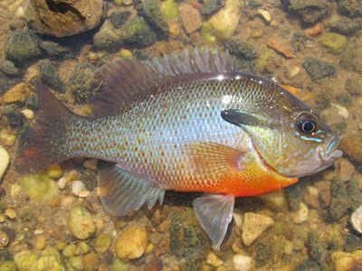 redbreast sunfish spawning phase male