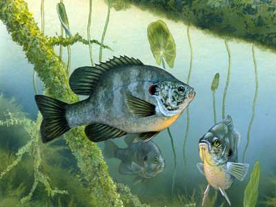 bluegill wallpaper