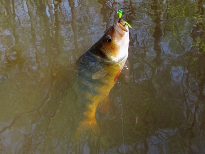 Maryland Yellow Perch Fishing –