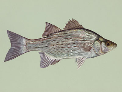 white bass