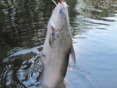 white catfish