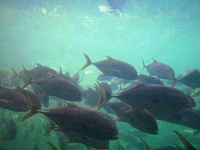 crevalle jack fish