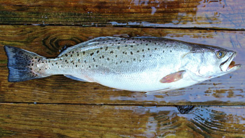 mid atlantic pier fish