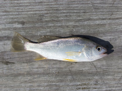 Silver Perch –