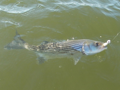 striped bass