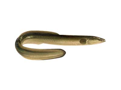 american eel