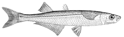 silversides for bait