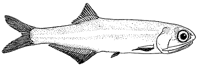 Bay Anchovy –