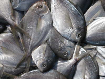 butterfish for catching tuna