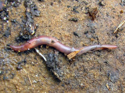 earthworms for bait