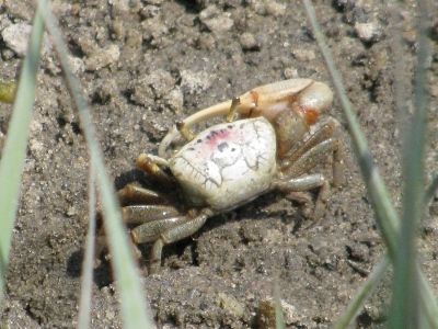 fiddler crab