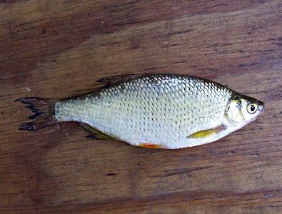 golden shiner