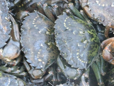green crabs