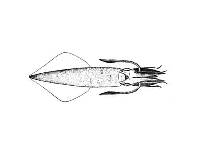 loligo (longfin) squid