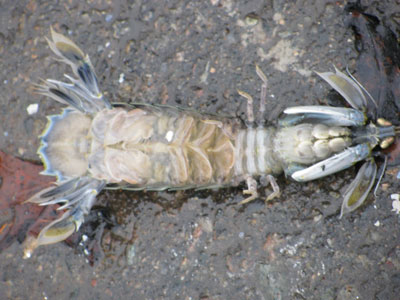 mantis shrimp