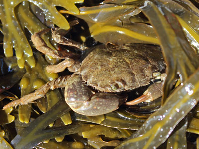 mud crab