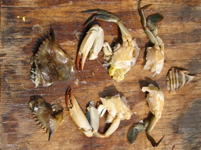 peeler crab bait