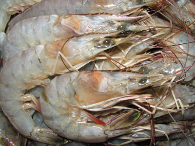 warmwater shrimp for bait