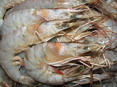 warmwater shrimp