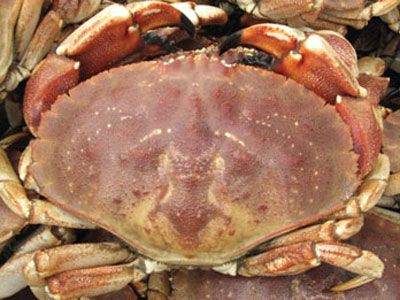 jonah crab