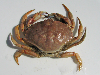 atlantic rock crab