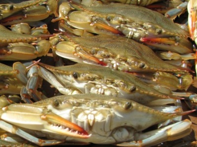 soft shelled crabs
