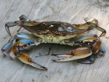atlantic blue crab "jimmy crab"