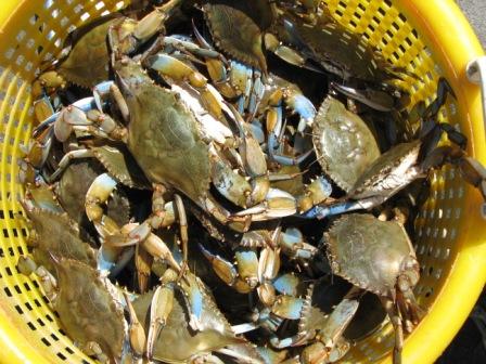 atlantic blue crabs