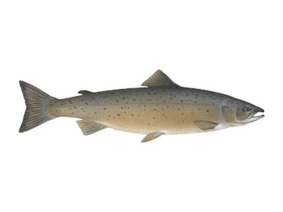 landlocked atlantic salmon