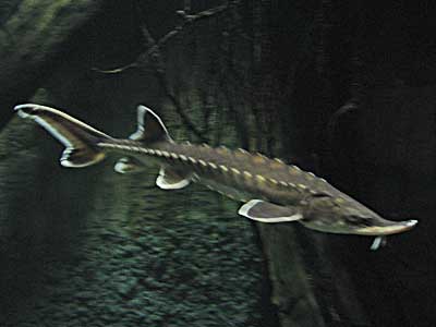 atlantic sturgeon