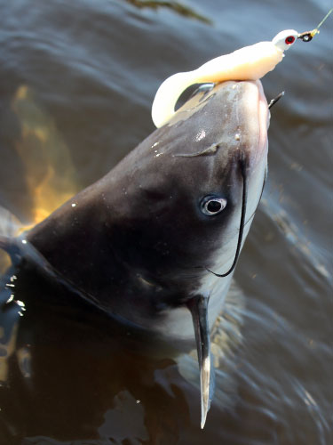 small blue catfish