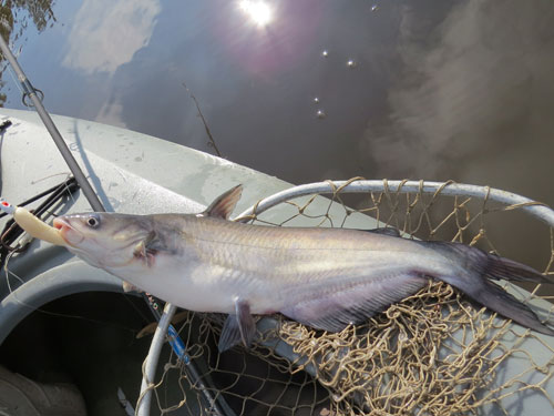 small blue catfish