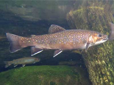 brook trout - brookie