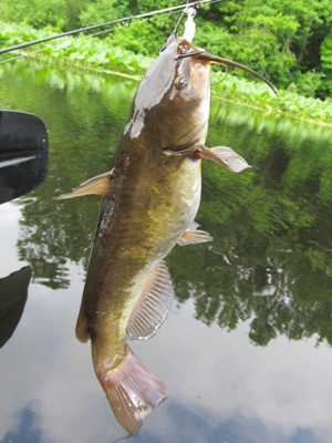 Brown Bullhead