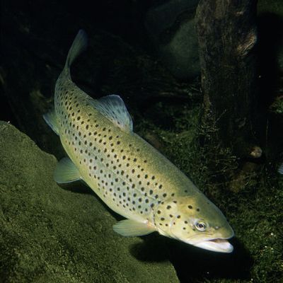 brown trout