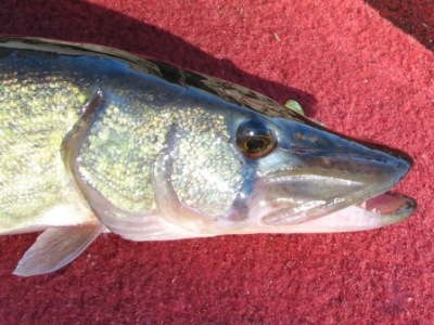 Chain Pickerel