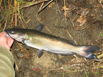 channel catfish