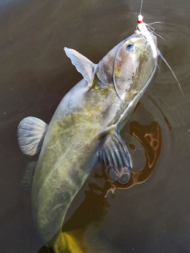 channel catfish