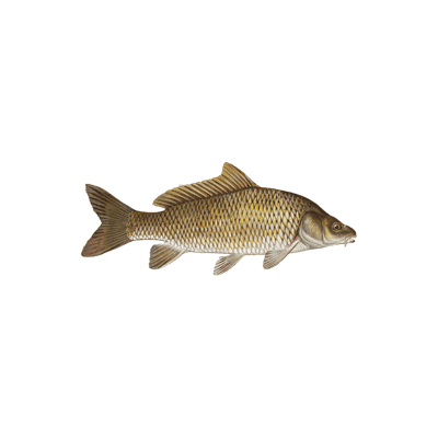 carp fish