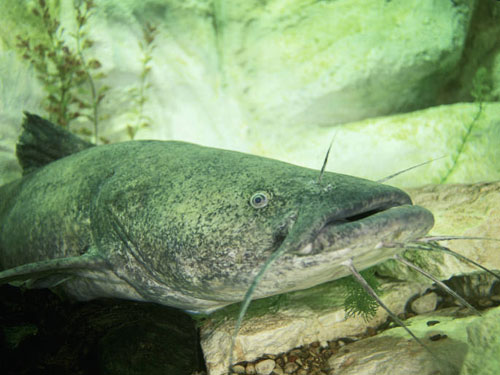 flathead catfish