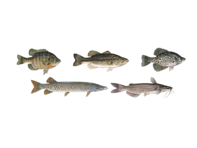 freshwater fish